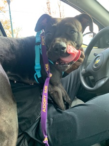 storm4_licks storm4_licks