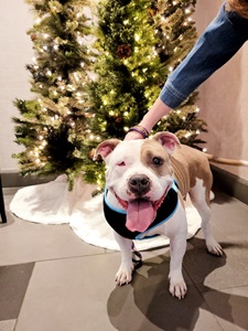 toffee5_-_logan toffee5_-_logan