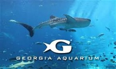 Georgia Aquarium Images