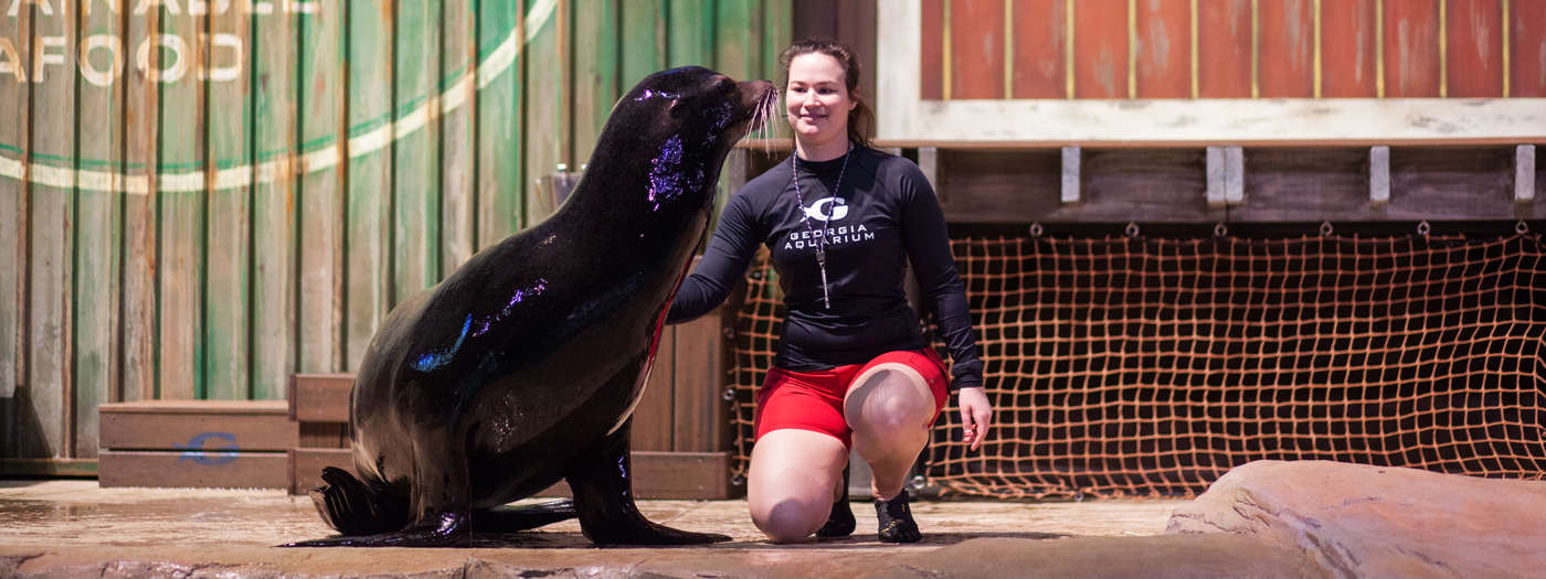 sealion-show-header