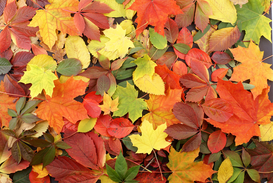 Fall Leaves
