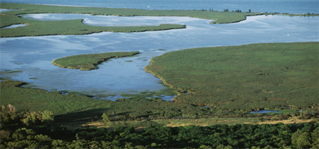 Landscape with forest Landscape with forest