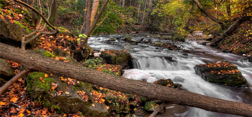 River in forest River in forest