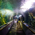 Aquarium of the Bay in San Francisco